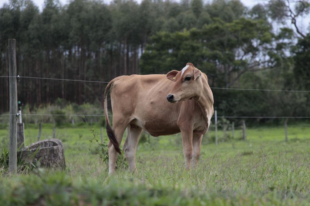 Hospedagem Fazenda Nova America Brotas Zewnętrze zdjęcie